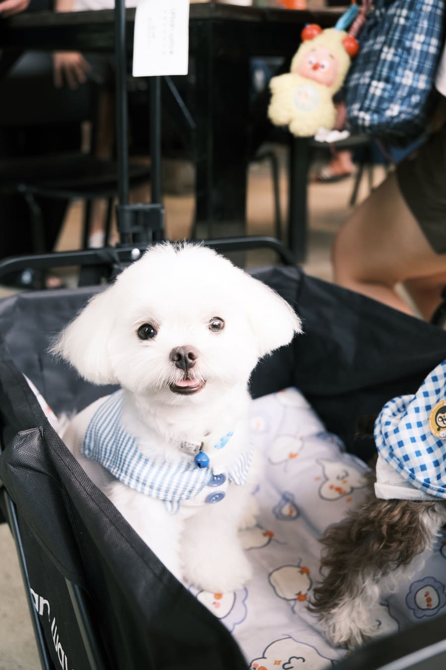 LEO