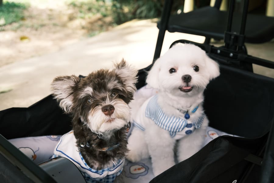 Leo & Capri