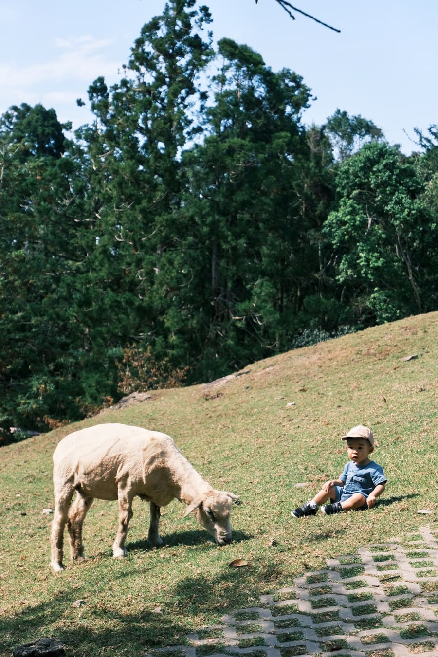 The Little Shepherd